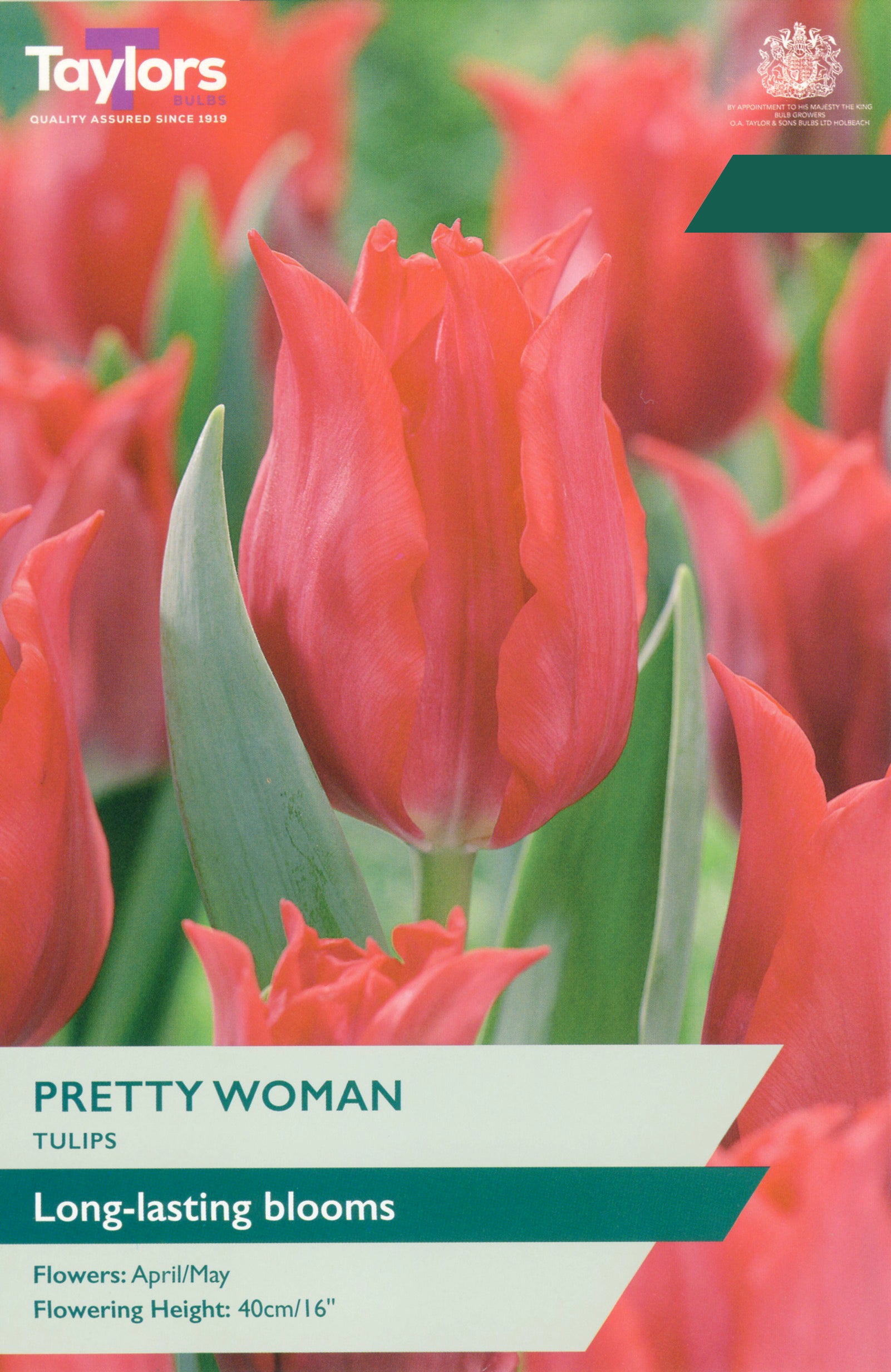 Taylor's Bulbs Choice Pack Tulip Pretty Woman