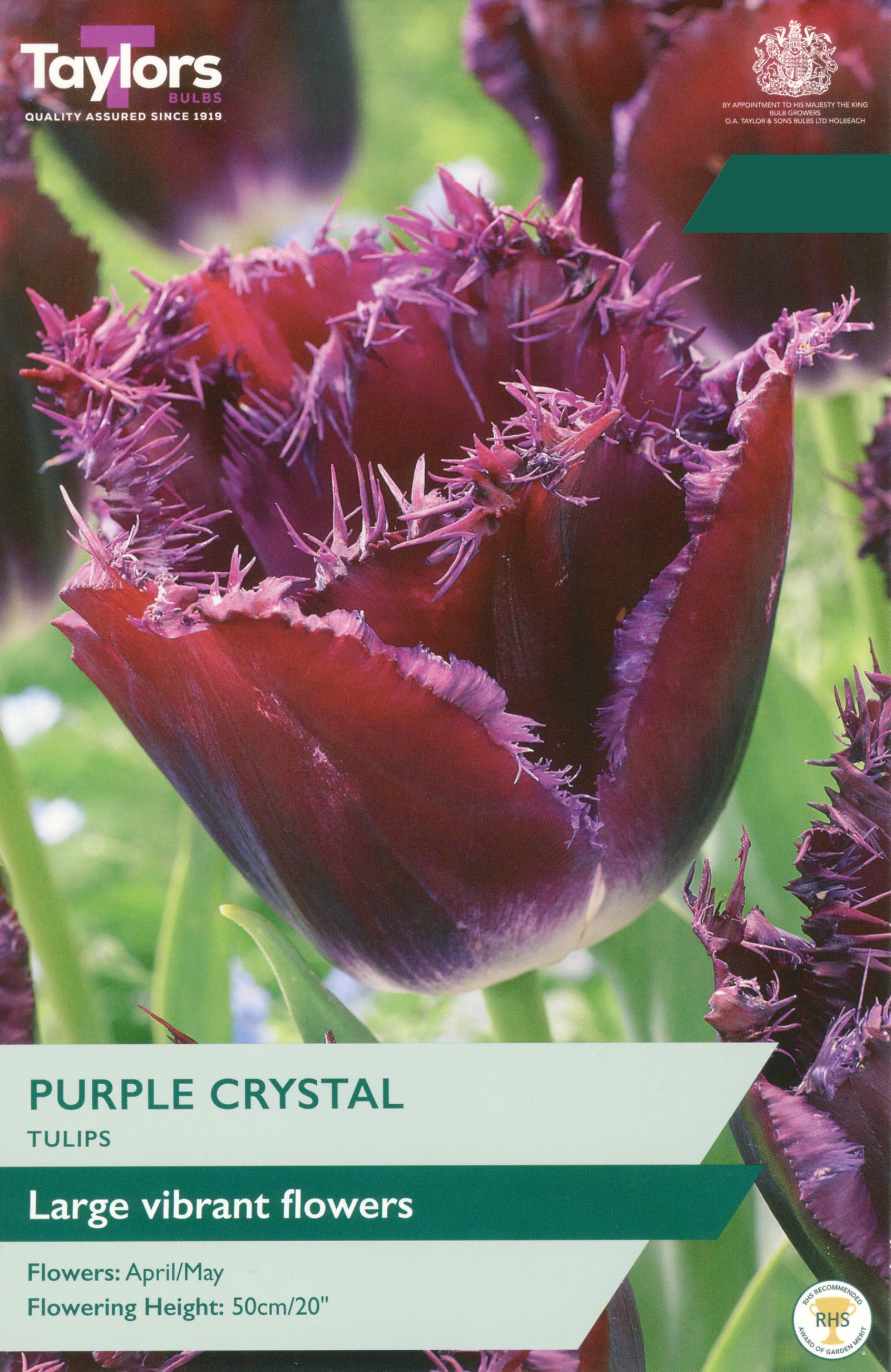 Taylor's Bulbs Choice Pack Tulip Purple Crystal