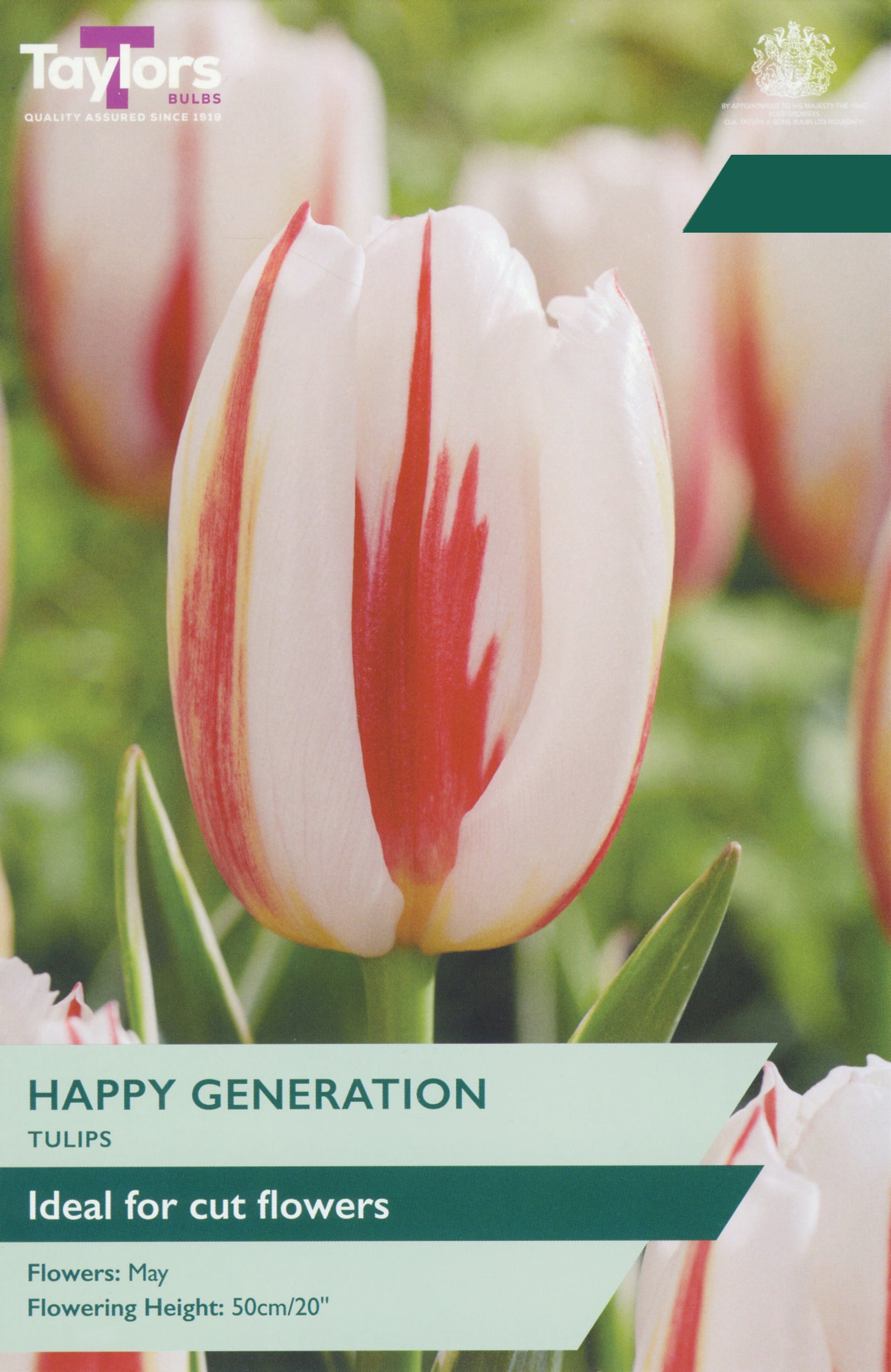 Taylor's Bulbs Choice Selection Tulip Happy Generation
