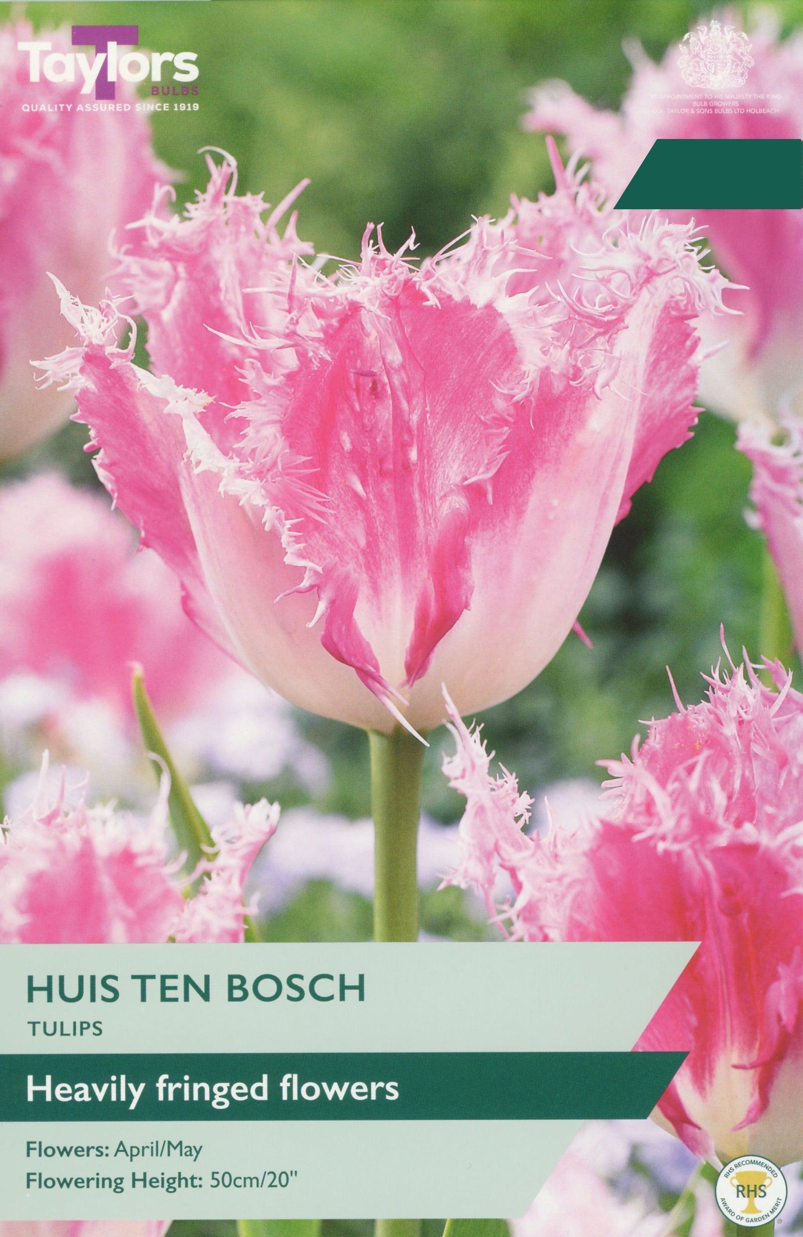 Taylor's Bulbs Choice Selection Tulip Huis Ten Bosch