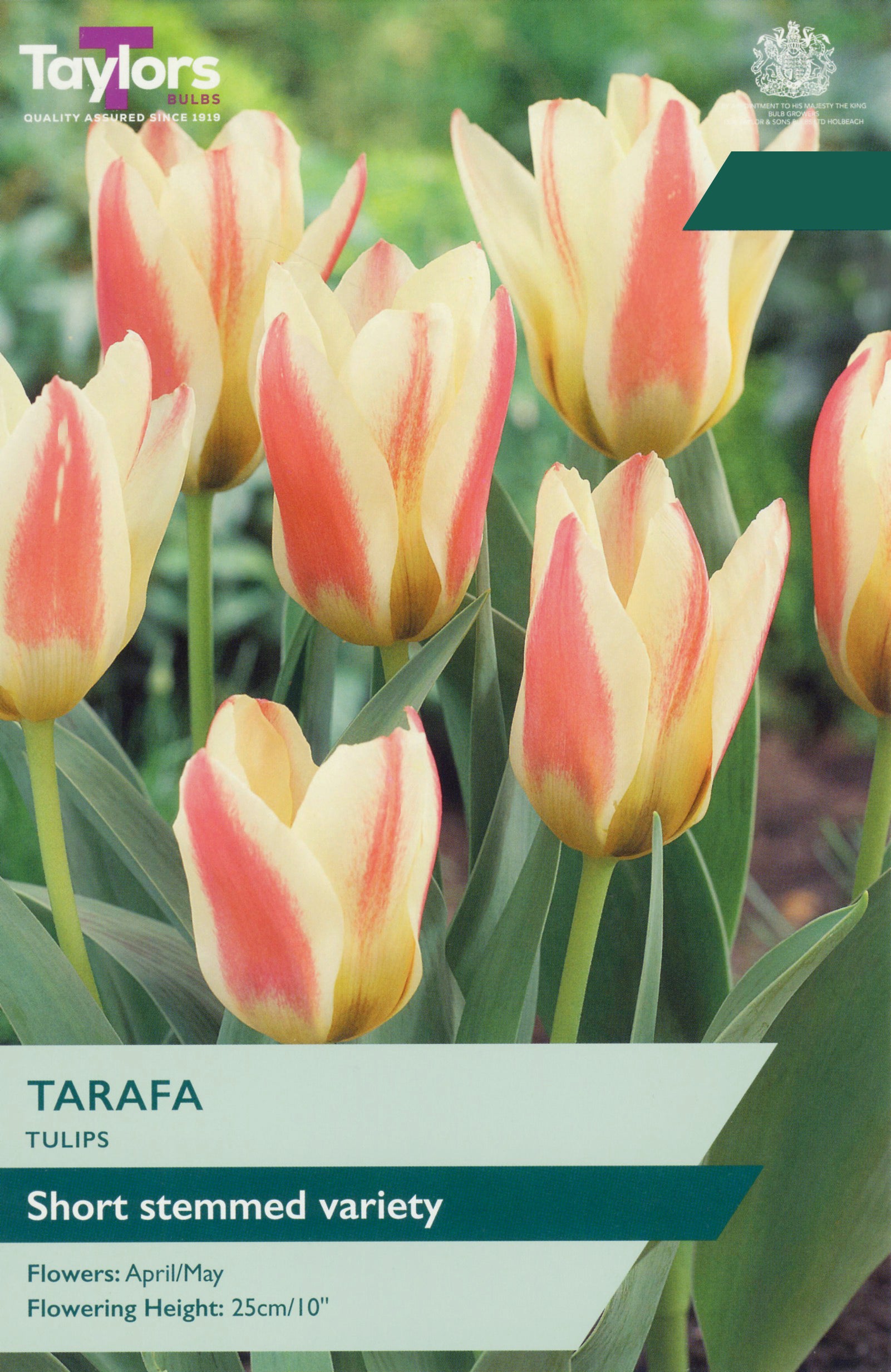 Taylor's Bulbs Choice Pack Tulip Tarafa Bulb Pack