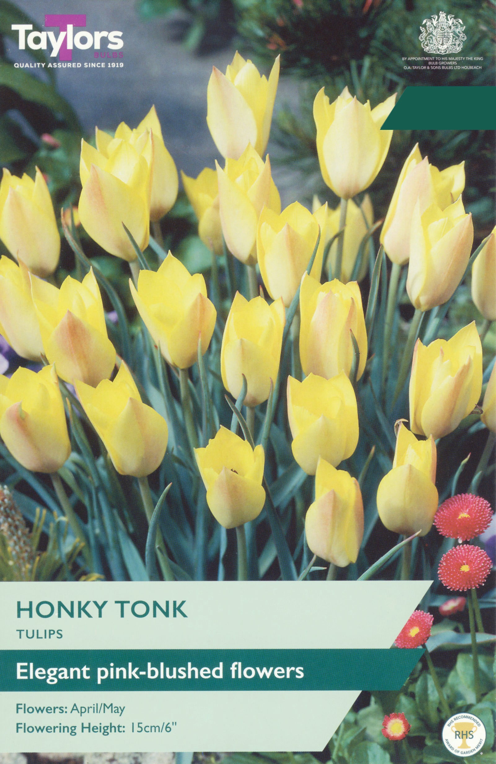 Taylor's Bulbs Choice Selection Tulip Honky Tonk