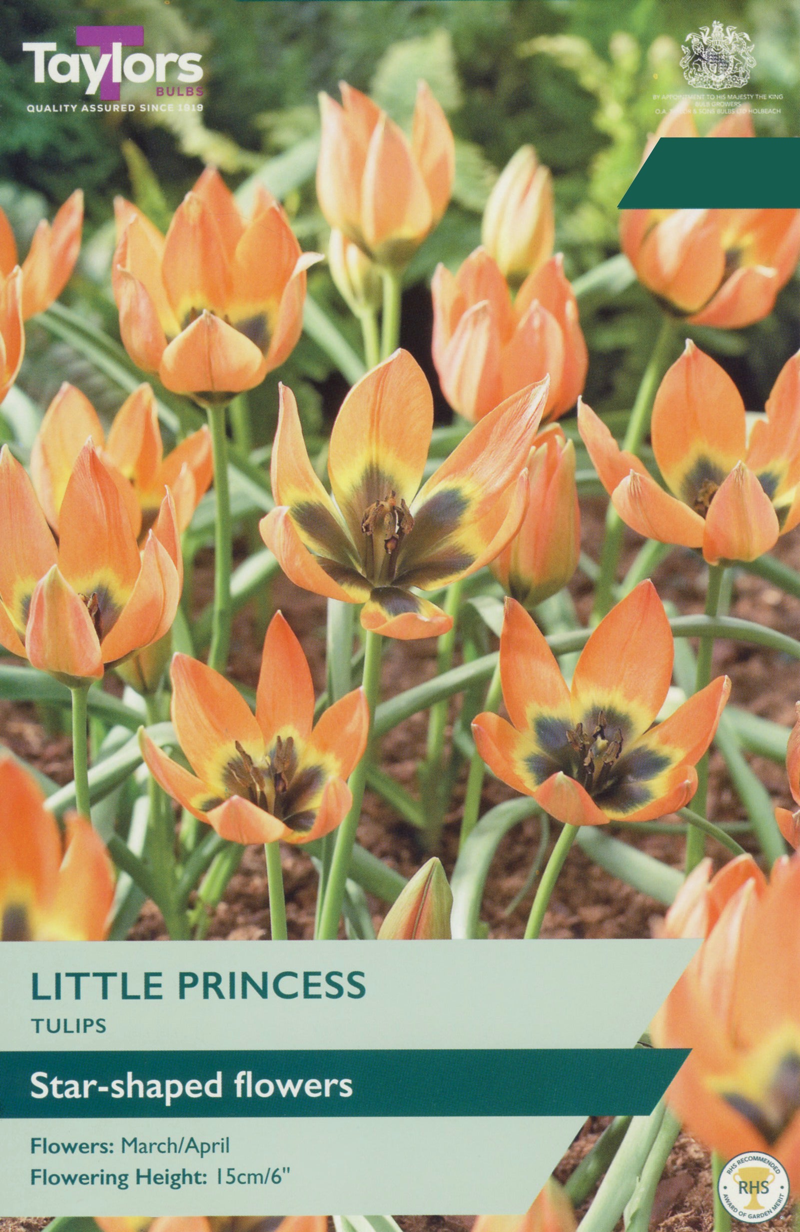 Taylor's Bulbs Choice Selection Tulip Little Princess