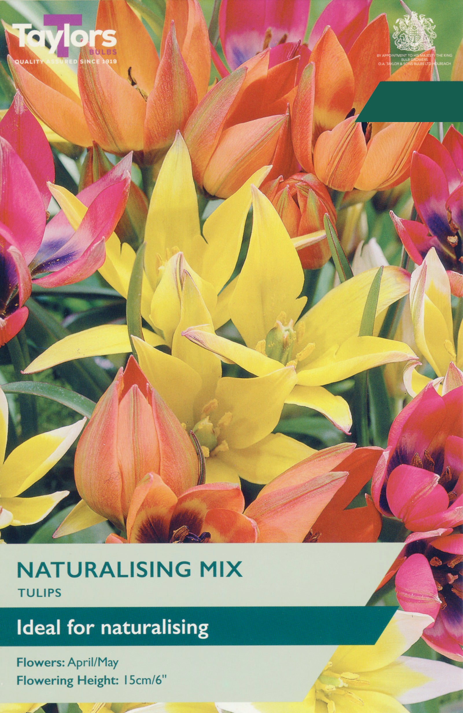 Taylor's Bulbs Choice Pack Tulip Naturalising Mix