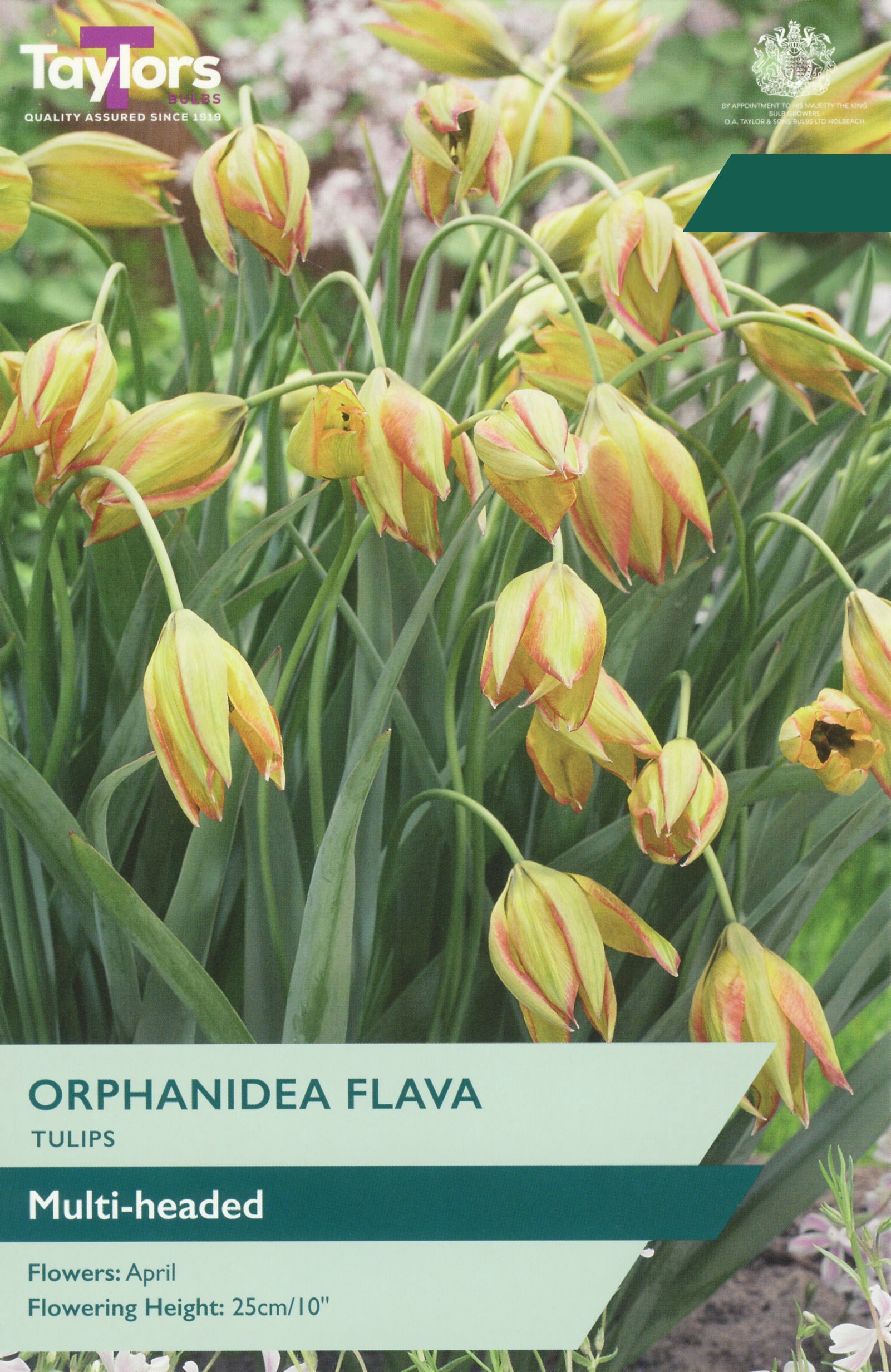 Taylor's Bulbs Choice Pack Tulip Orphanidea Flava