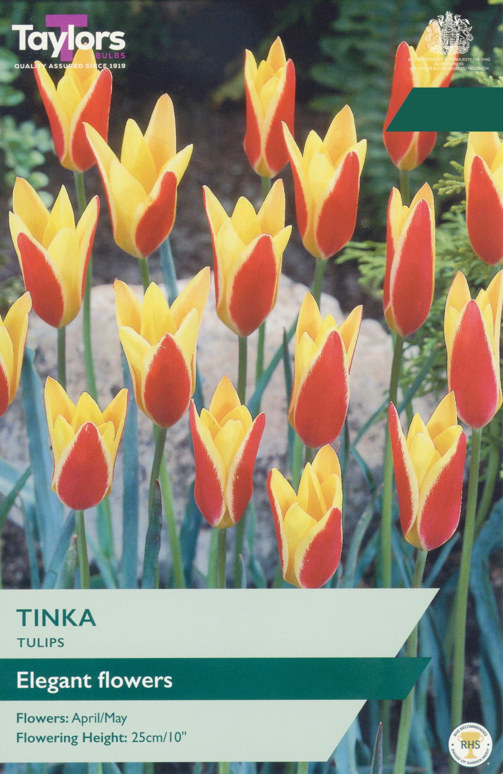 Taylor's Bulbs Choice Pack Tulip Tinka Bulb Pack