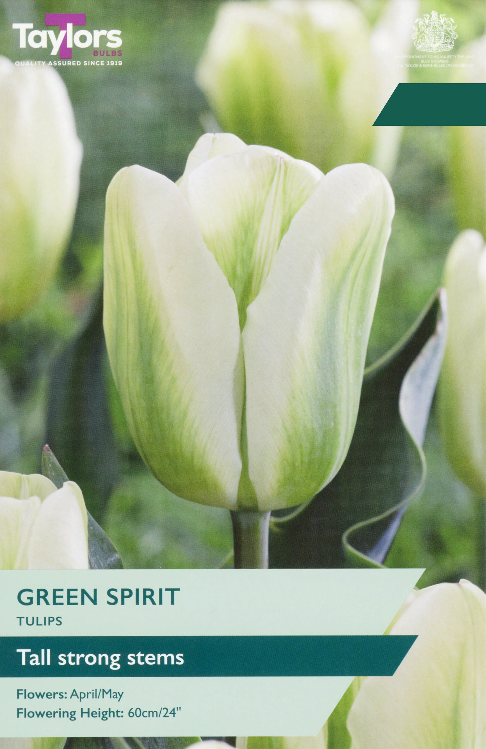 Taylor's Bulbs Choice Pack Tulip Green Spirit