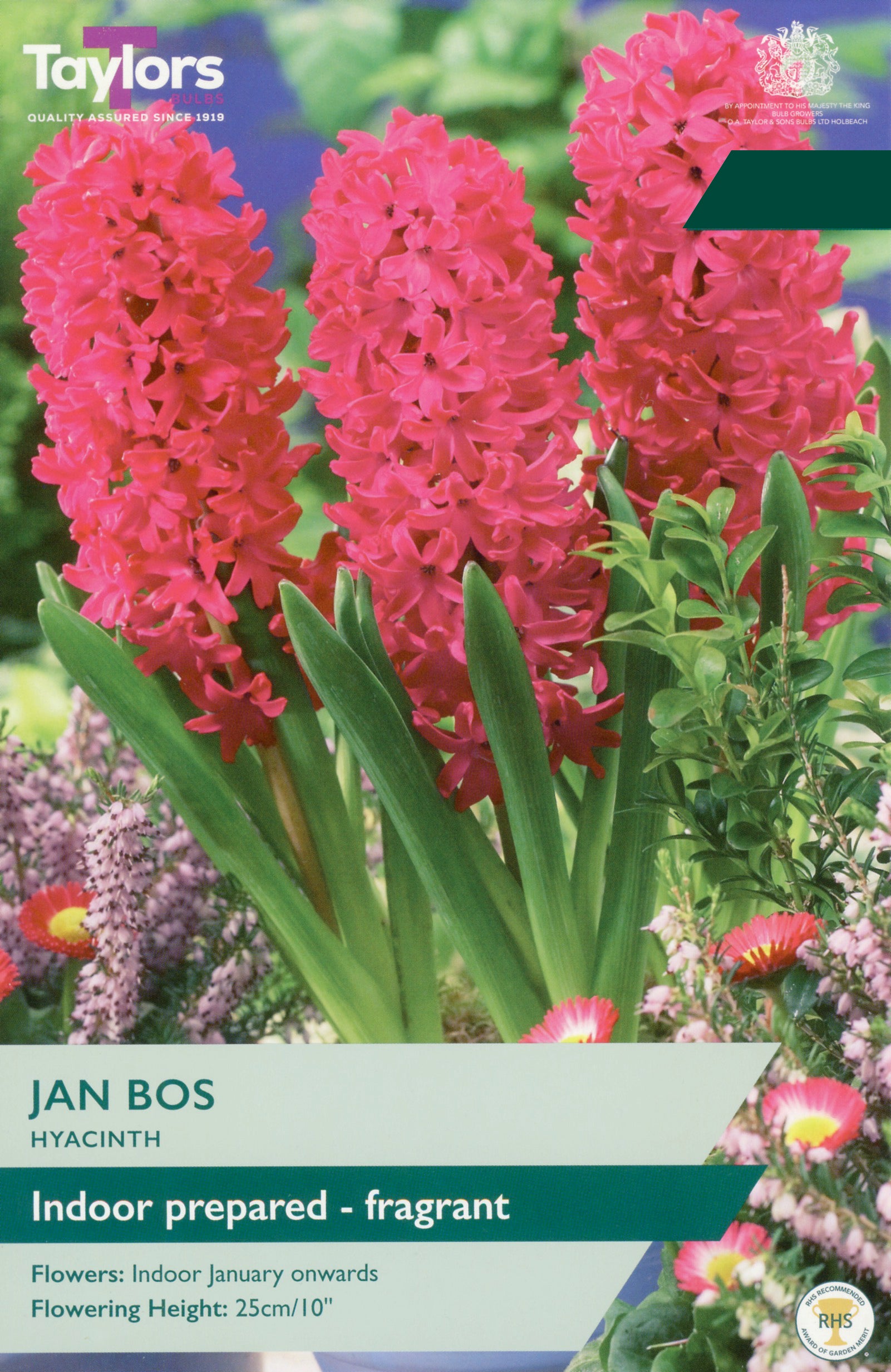 Taylor's Bulbs Choice Pack Hyacinth Jan Bos