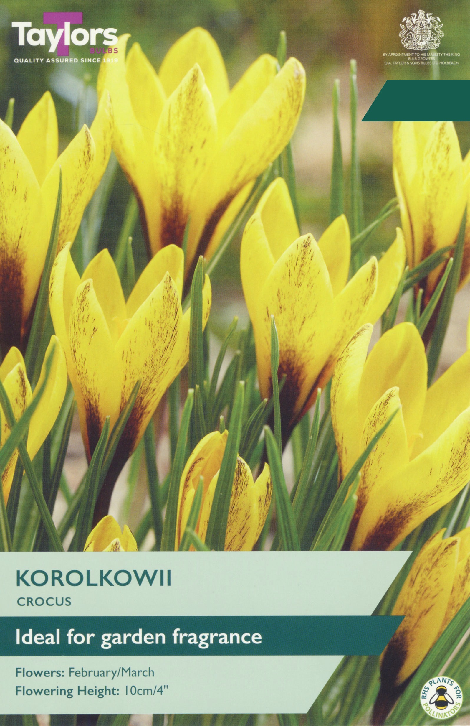Taylor's Bulbs Choice Pack Crocus Korolkowii