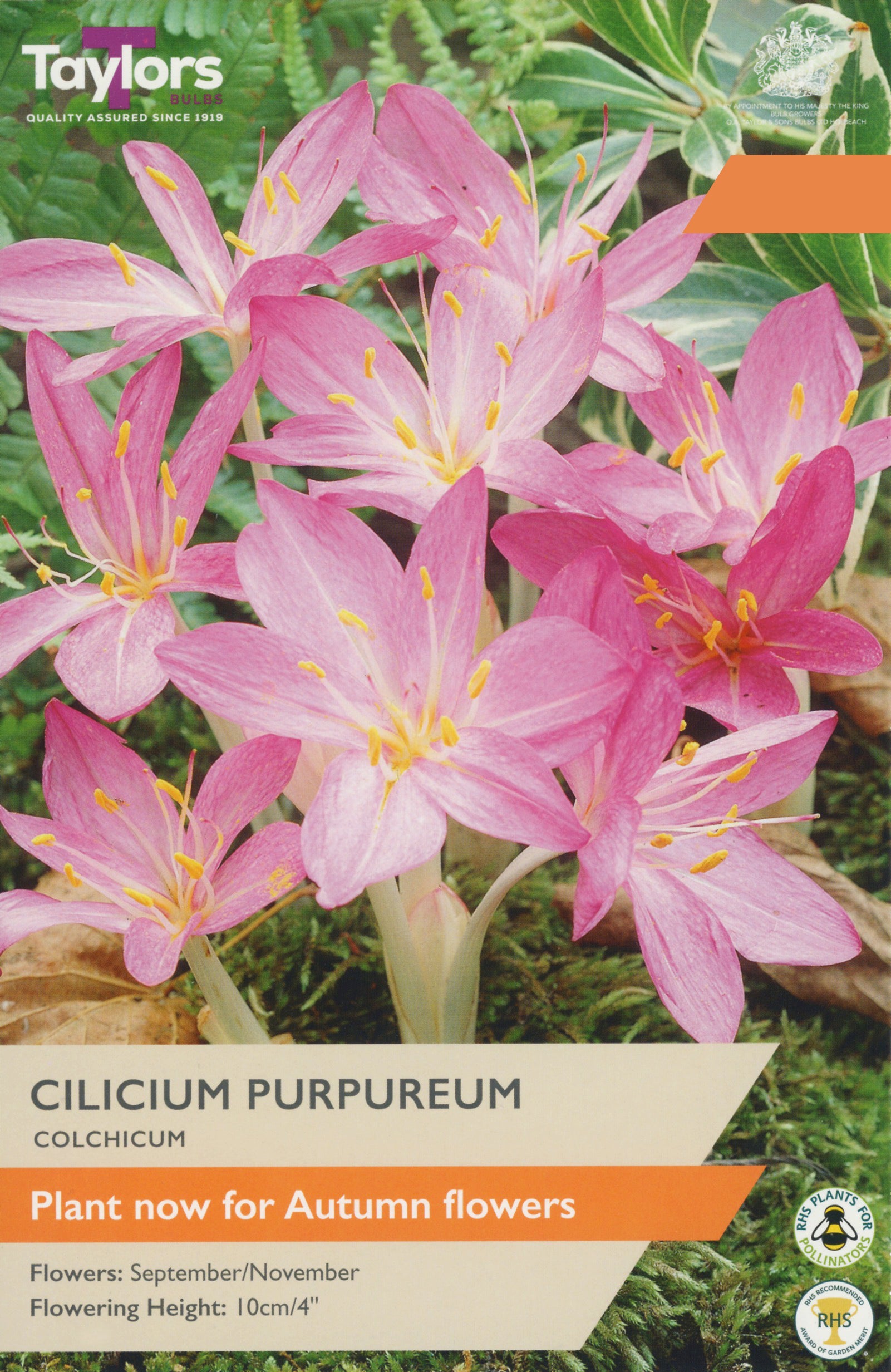 Taylor's Bulbs Choice Pack Colchicum Cilicium Purpureum
