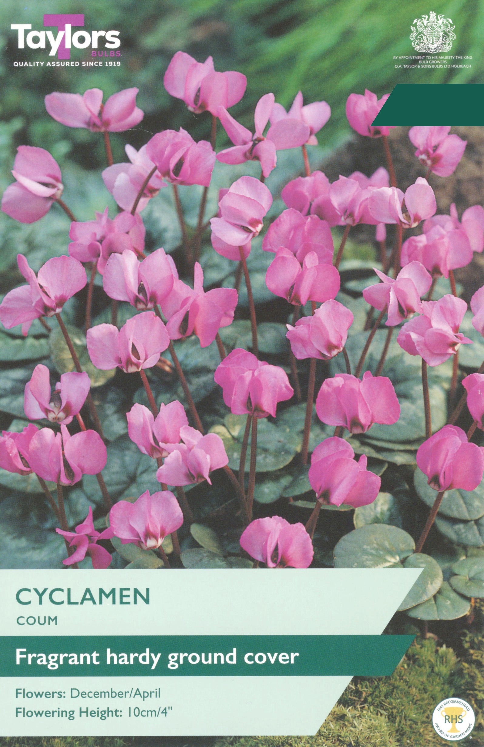 Taylor's Bulbs Choice Pack Cyclamen Coum