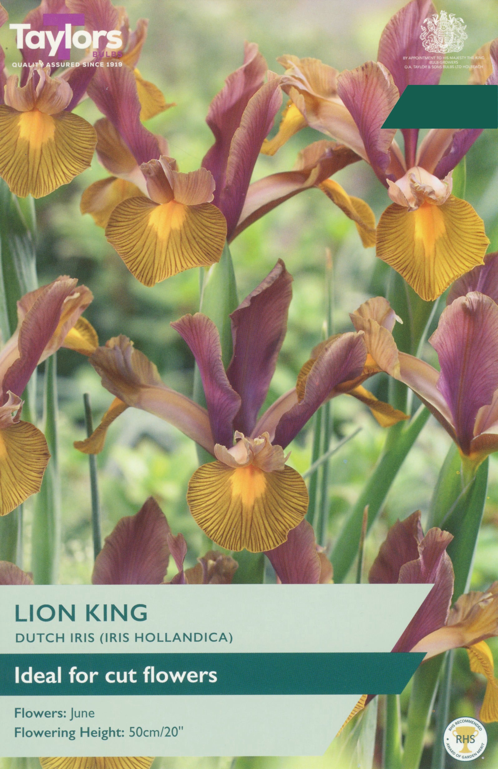 Taylor's Bulbs Choice Pack Iris Hollandica Lion King