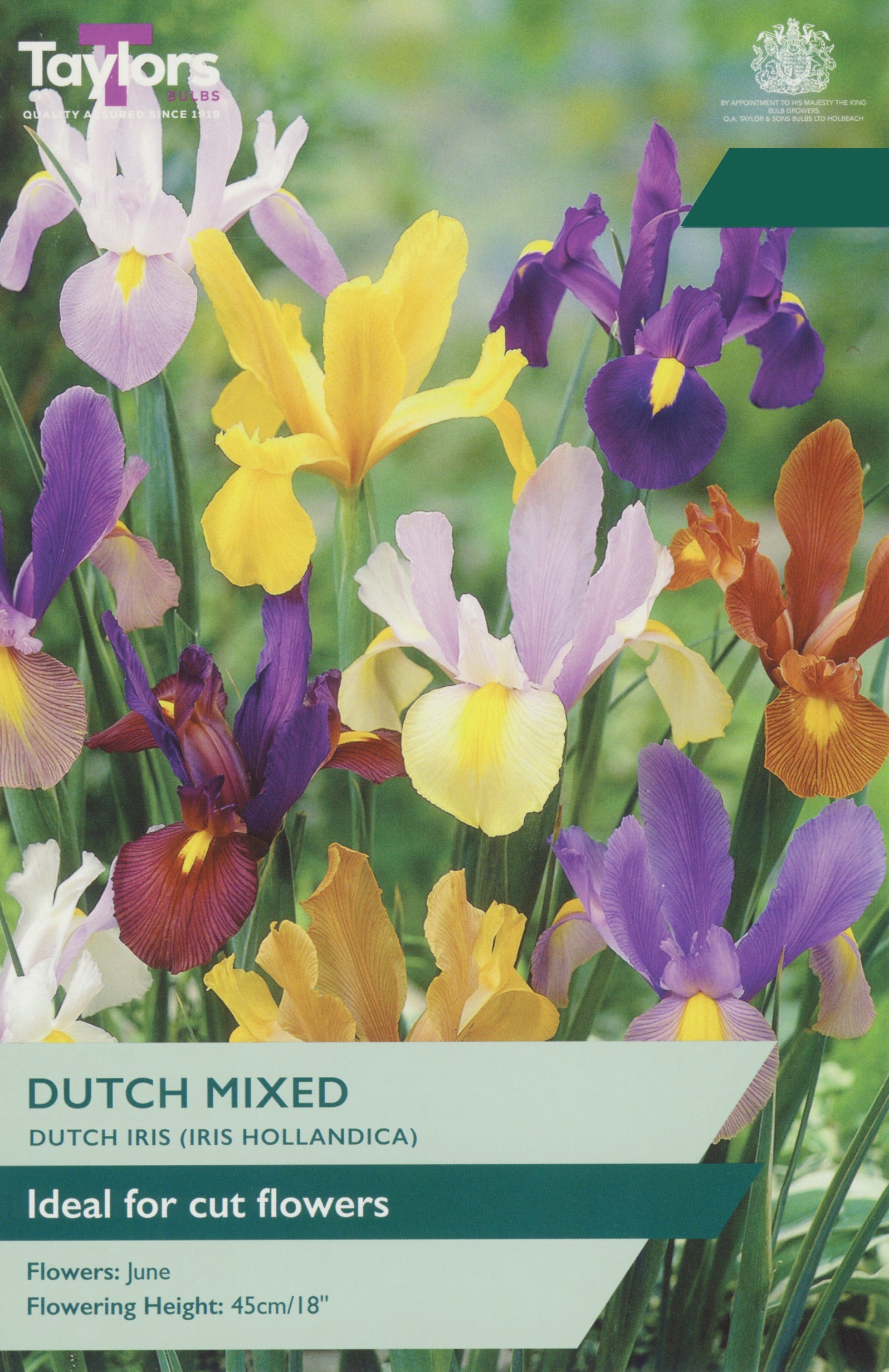 Taylor's Bulbs Choice Pack Iris Dutch Mixed
