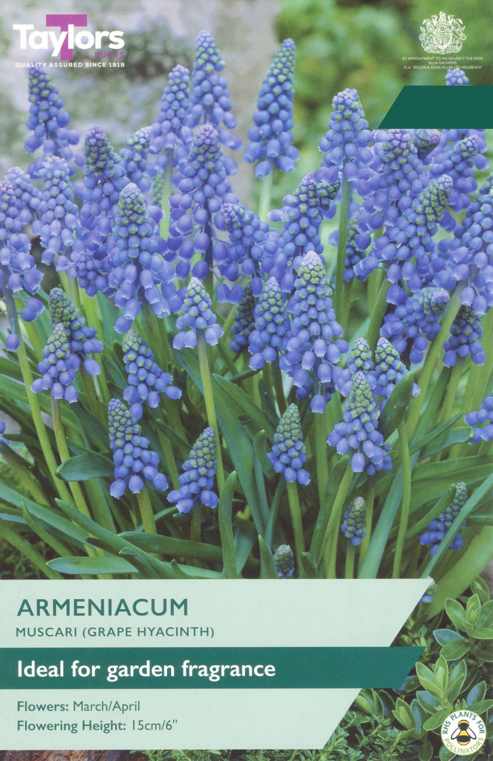 Taylor's Bulbs Choice Pack Muscari Armeniacum