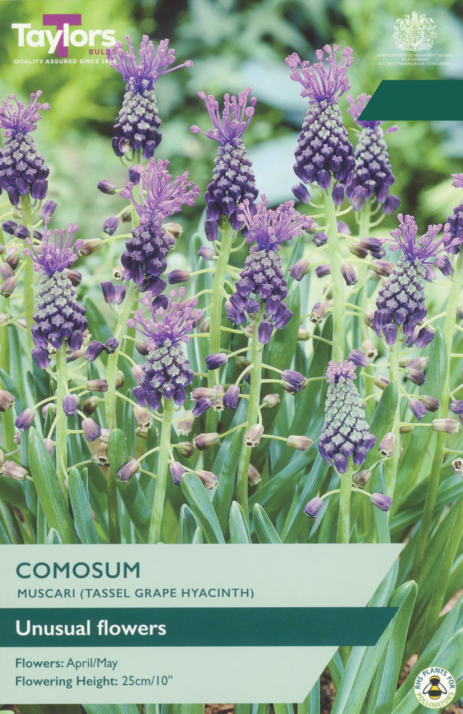 Taylor's Bulbs Choice Pack Muscari Comosum