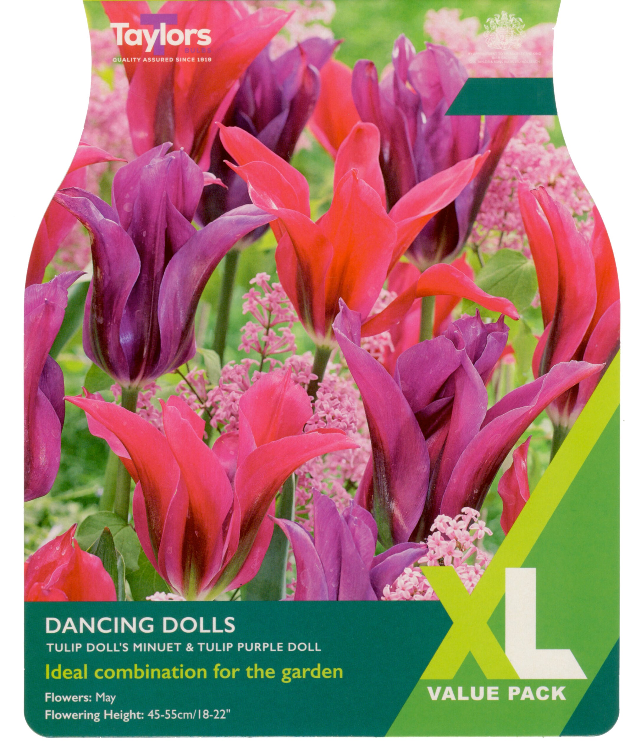 Taylor's Bulbs XL Value Pack Tulip Dancing Dolls
