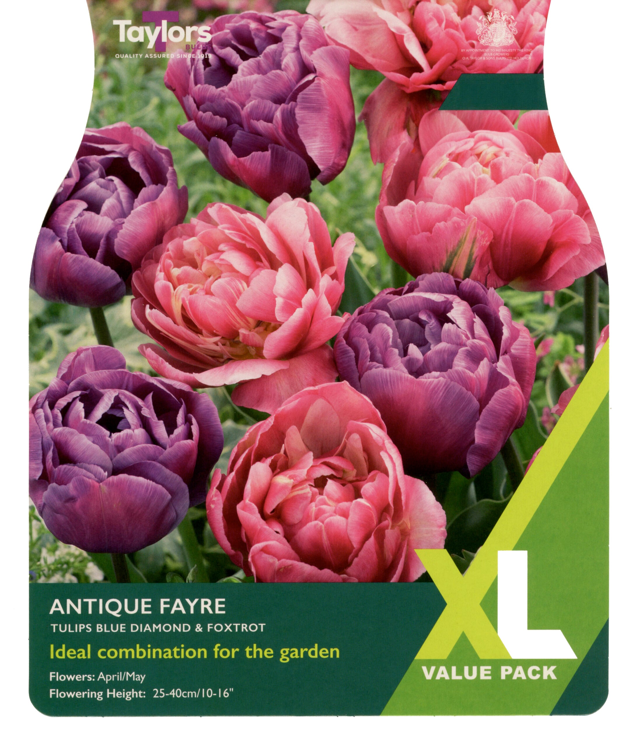 Taylor's Bulbs XL Value Pack Tulip Antique Fayre