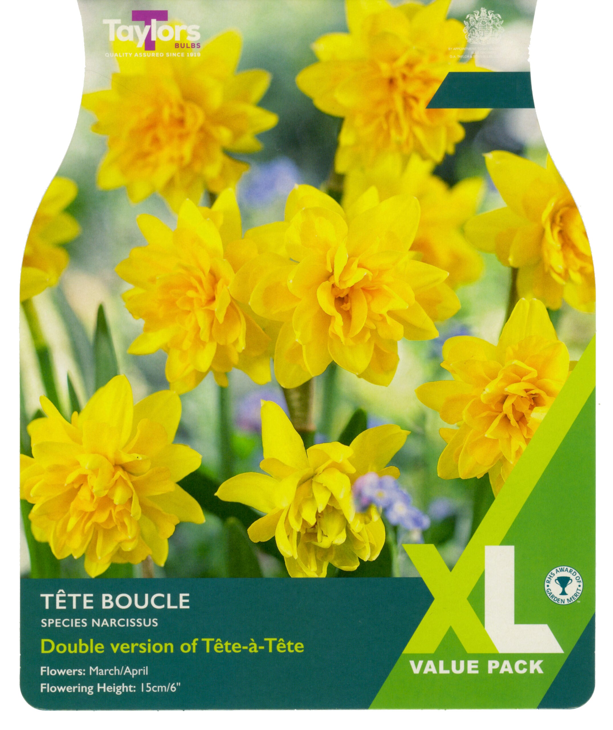 Taylor's Bulbs Narcissus Tete Boucle XL Value Pack