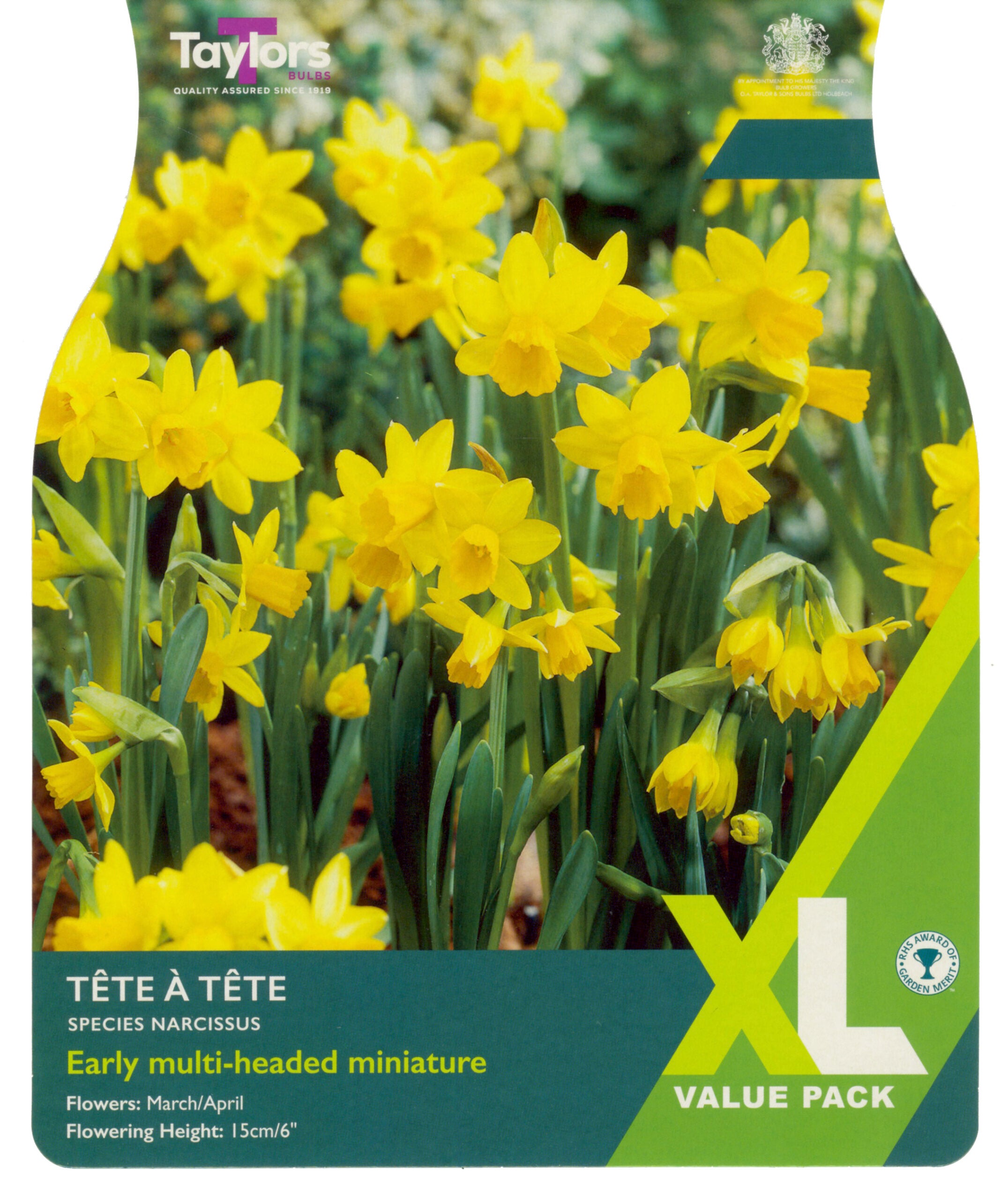 Taylor's Bulbs Narcissus Tete A Tete XL Value Pack