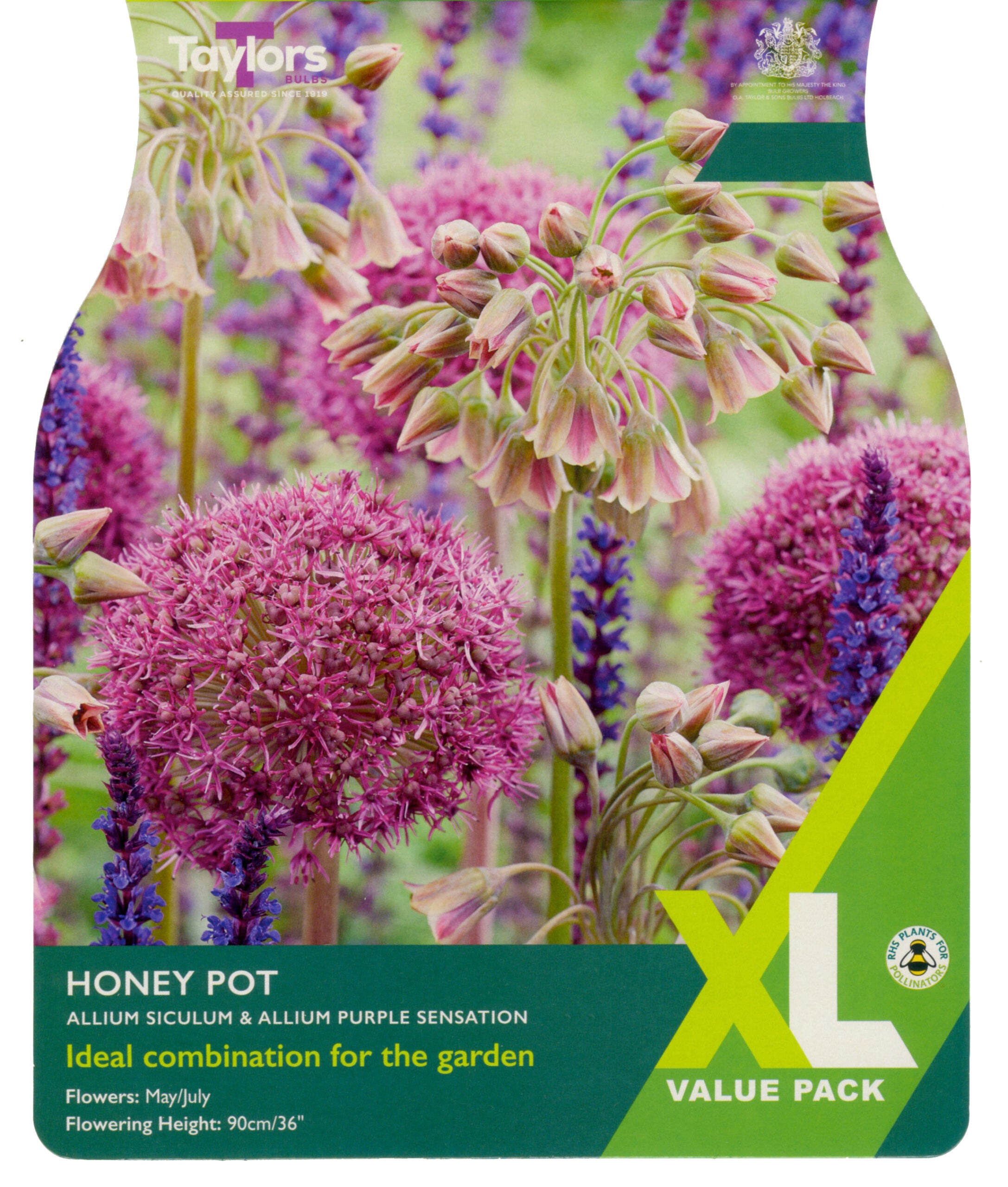 Taylor's Bulbs Allium Honey Pot XL Value Pack