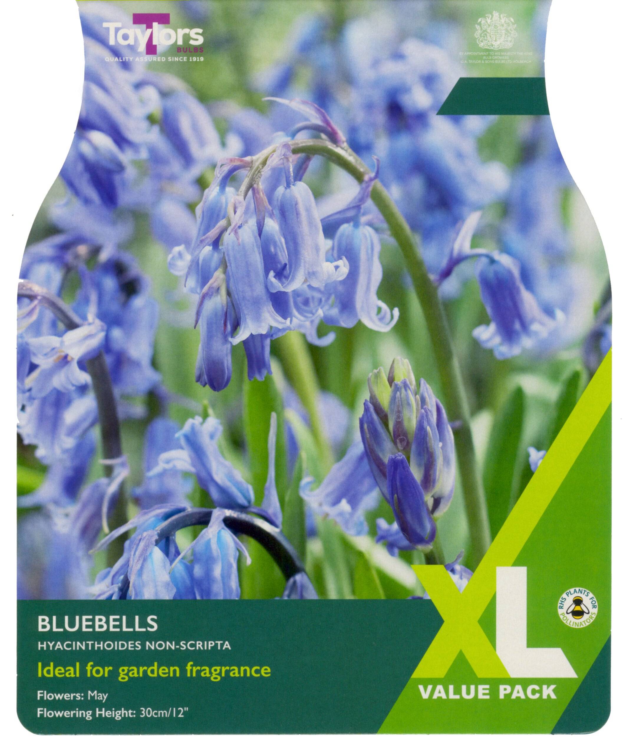 Taylor's Bulbs XL Value Pack Hyacinthoides Non-Scripta