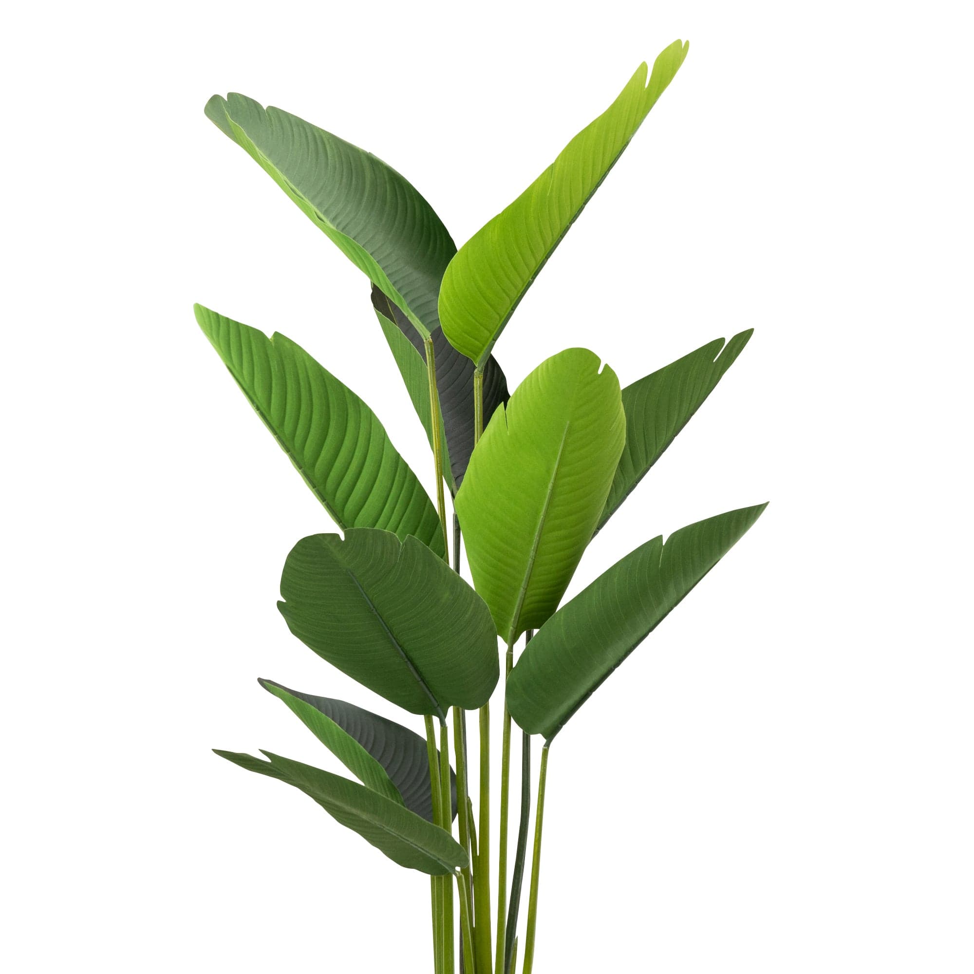 Candlelight 150CM Artificial Streliztia Plant
