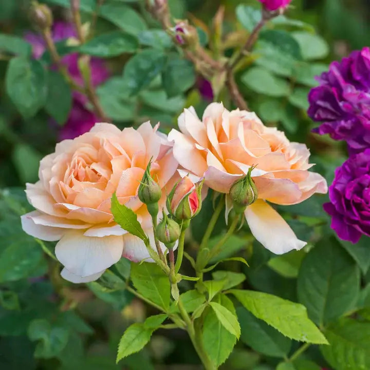 Rosa Grace 6L