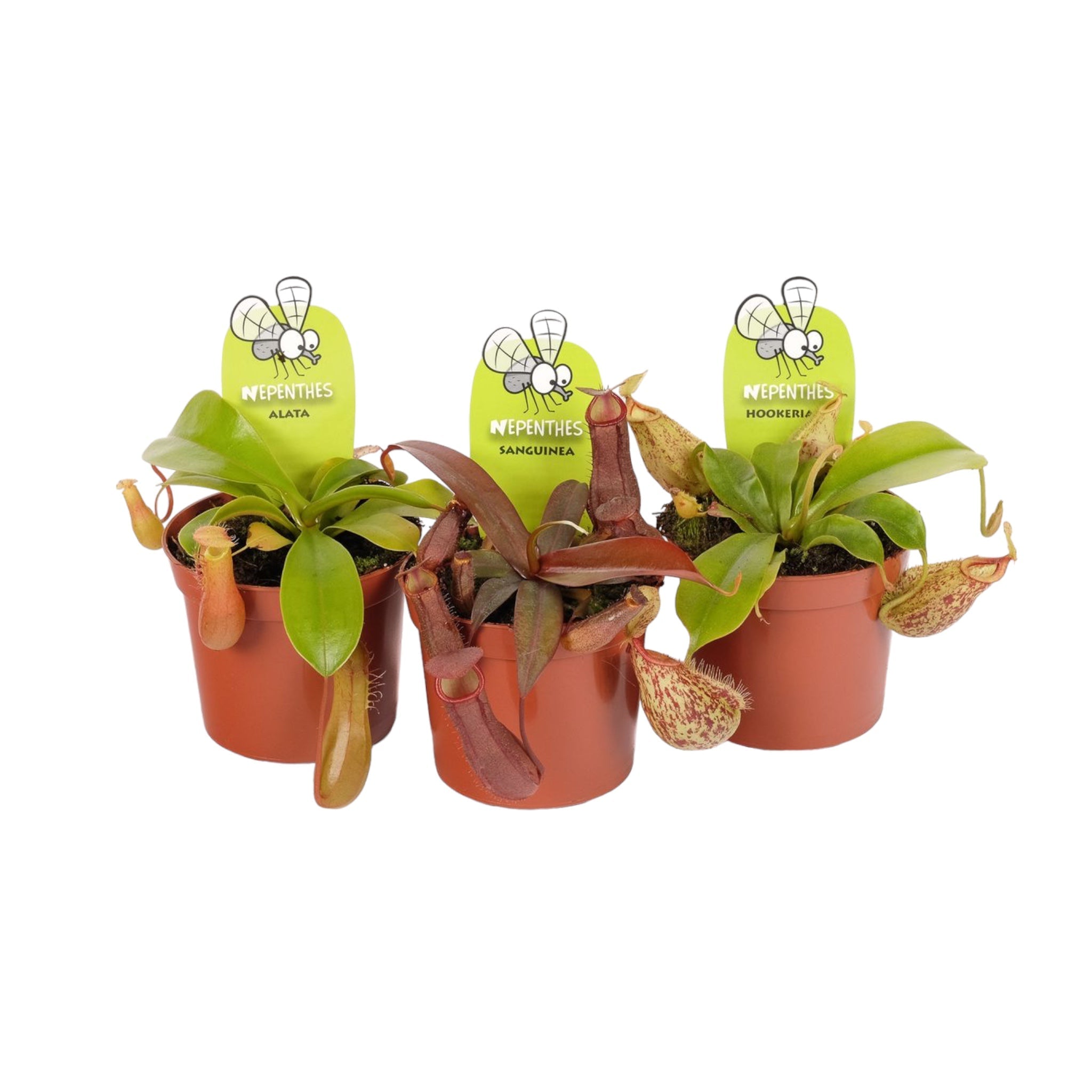 Carnivorous Nepenthes 'Pitcher Plant' Mix