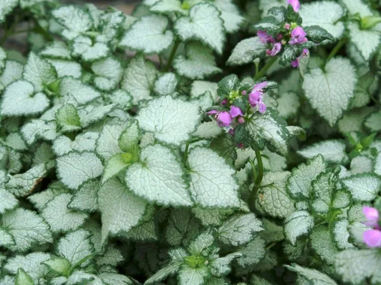 Lamium Beacon Silver